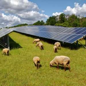 Sheep grazing next to ground mounted solar panels.