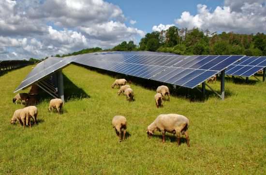 Sheep grazing next to ground mounted solar panels.